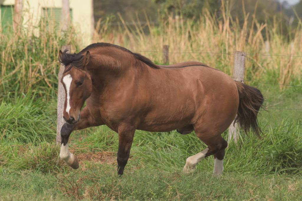 CAVALO CRIOULO 2