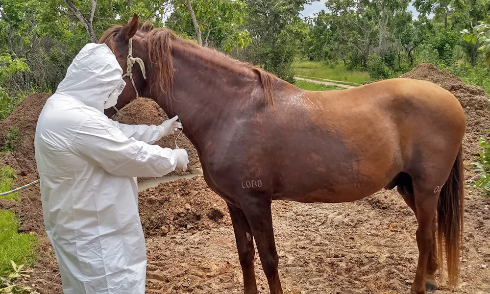 Conheça a Defesa dos 2 Cavalos !! 