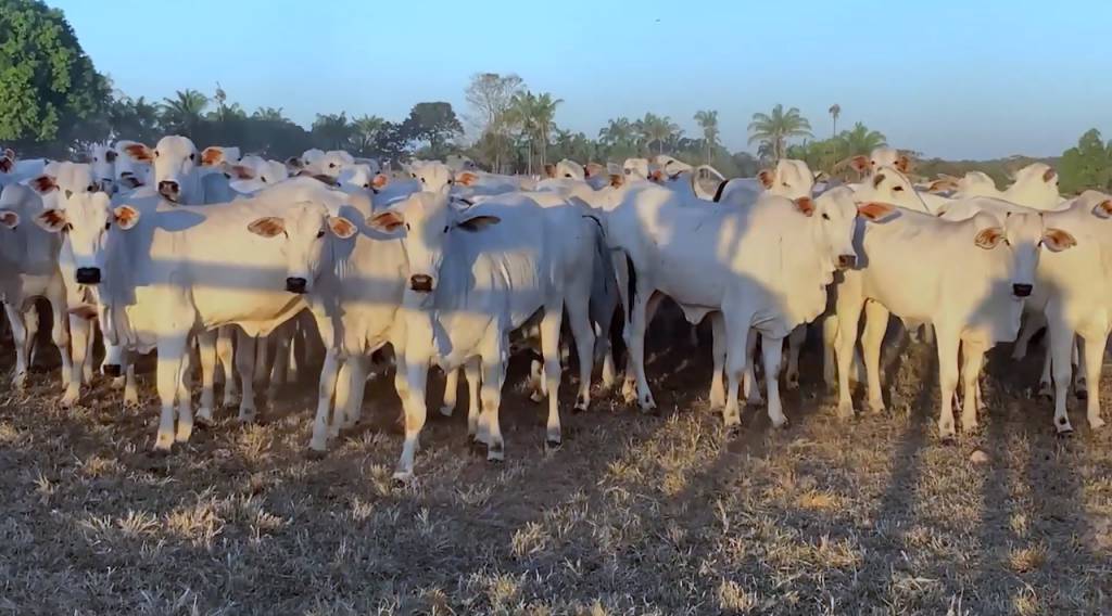 Ourofino em Campo” estreia no Canal Rural, Canal do Criador e Lance Rural