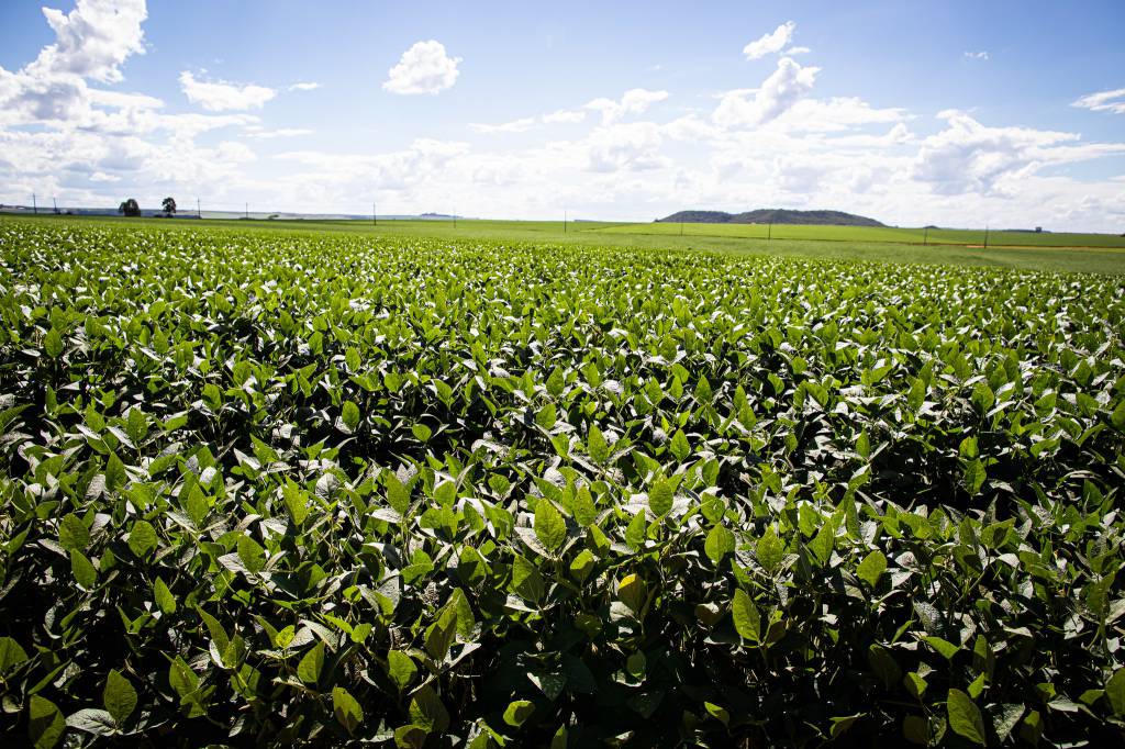 Gericht ordnet Bayer an, 1,3 Milliarden BRL an Seed-Lizenzgebühren vor Gericht zu hinterlegen – SBA1