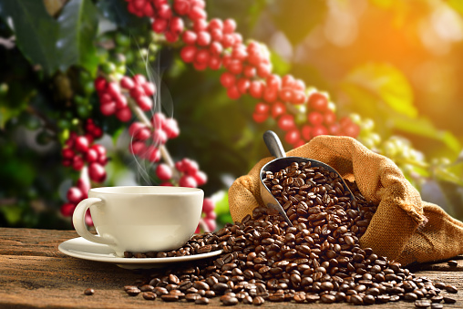 Grãos secos de café arábica (coffea arábica) e conilon (coffea