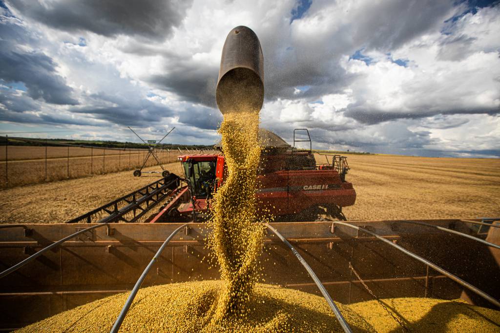 Conab prevê produção de 309,9 milhões de toneladas de grãos no ciclo 22/23 - SBA1 | Sistema Brasileiro do Agronegócio