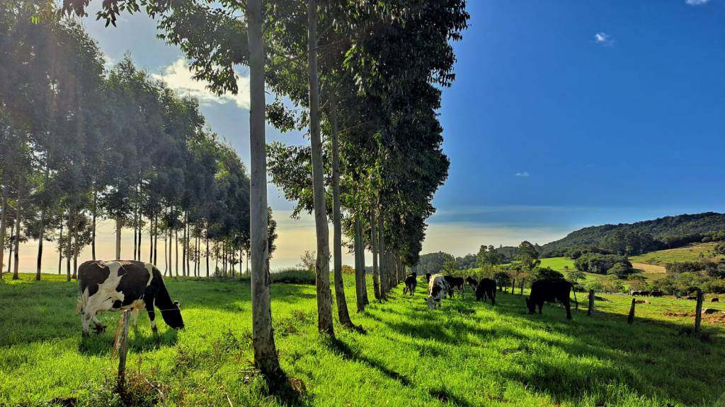 Crédito de carbono: Produção pecuária aliada à sustentabilidade - Agro Canal