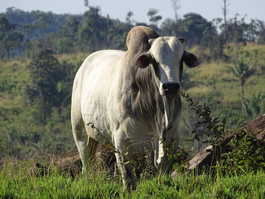 Cotação do boi gordo atinge maior patamar desde 1991 - SBA1 | Sistema