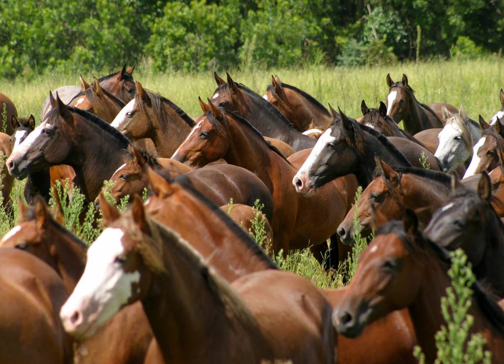 Em Busca do Cavalo Crioulo 