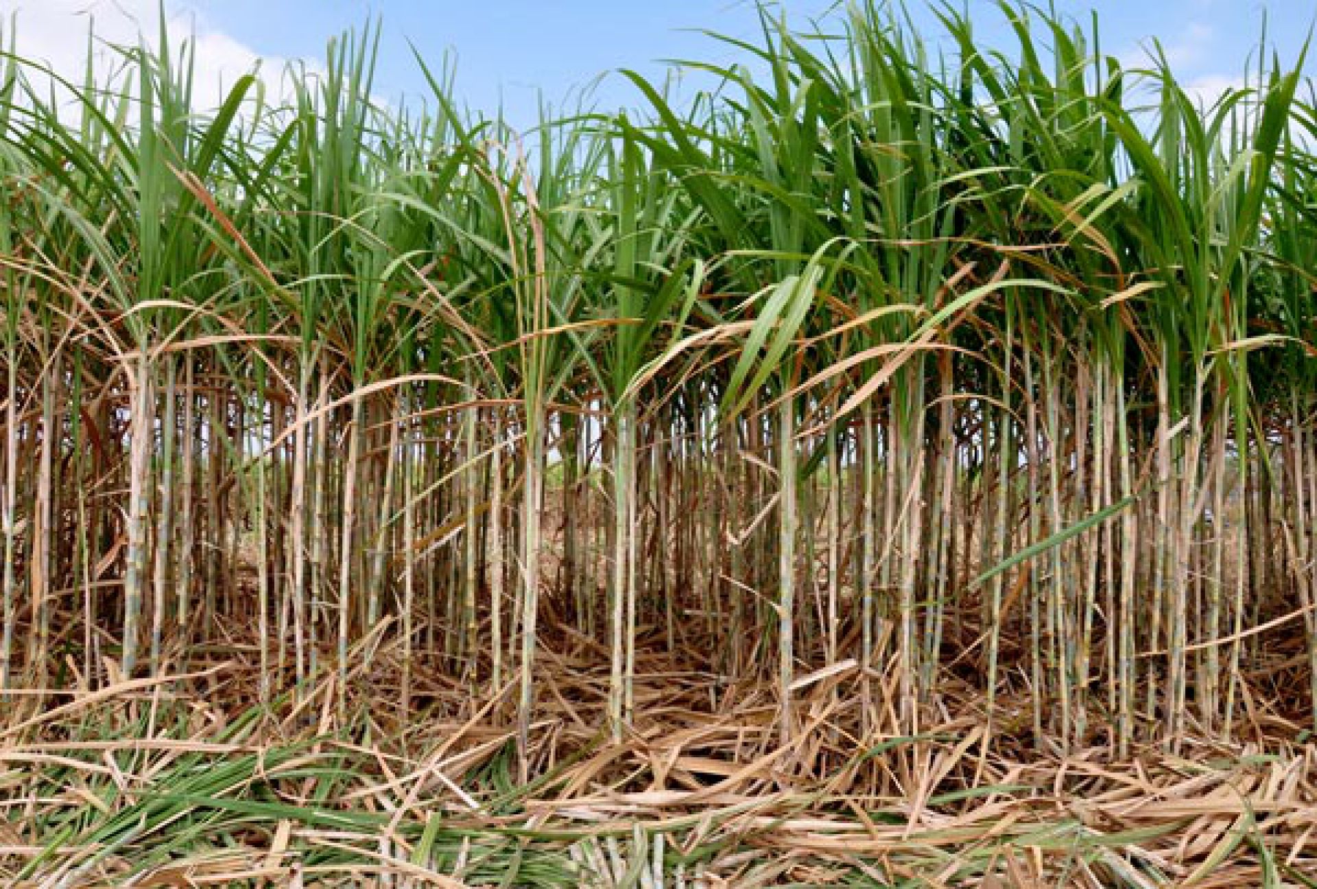 Maior Produtor De Cana De Açucar No Brasil