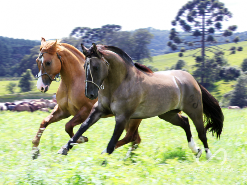 Cólica em Cavalos, que mal é esse que mata os animais? - Agron Agronégocios  Online