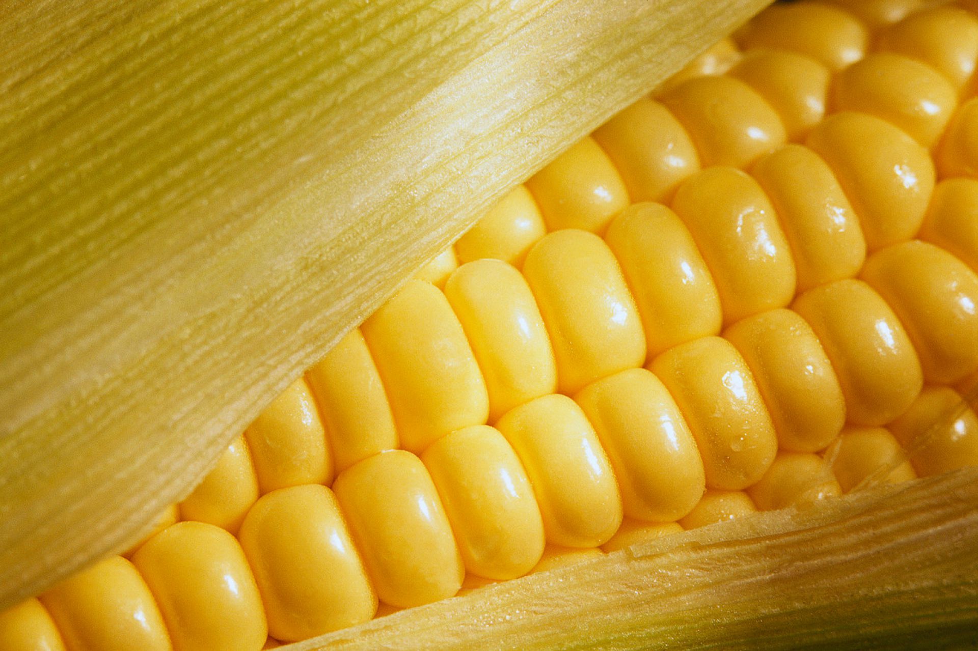 Corn note. Сорта кукурузы зубовидная. Семена зубовидной кукурузы. Полузубовидная кукуруза. Кукуруза (зерно).