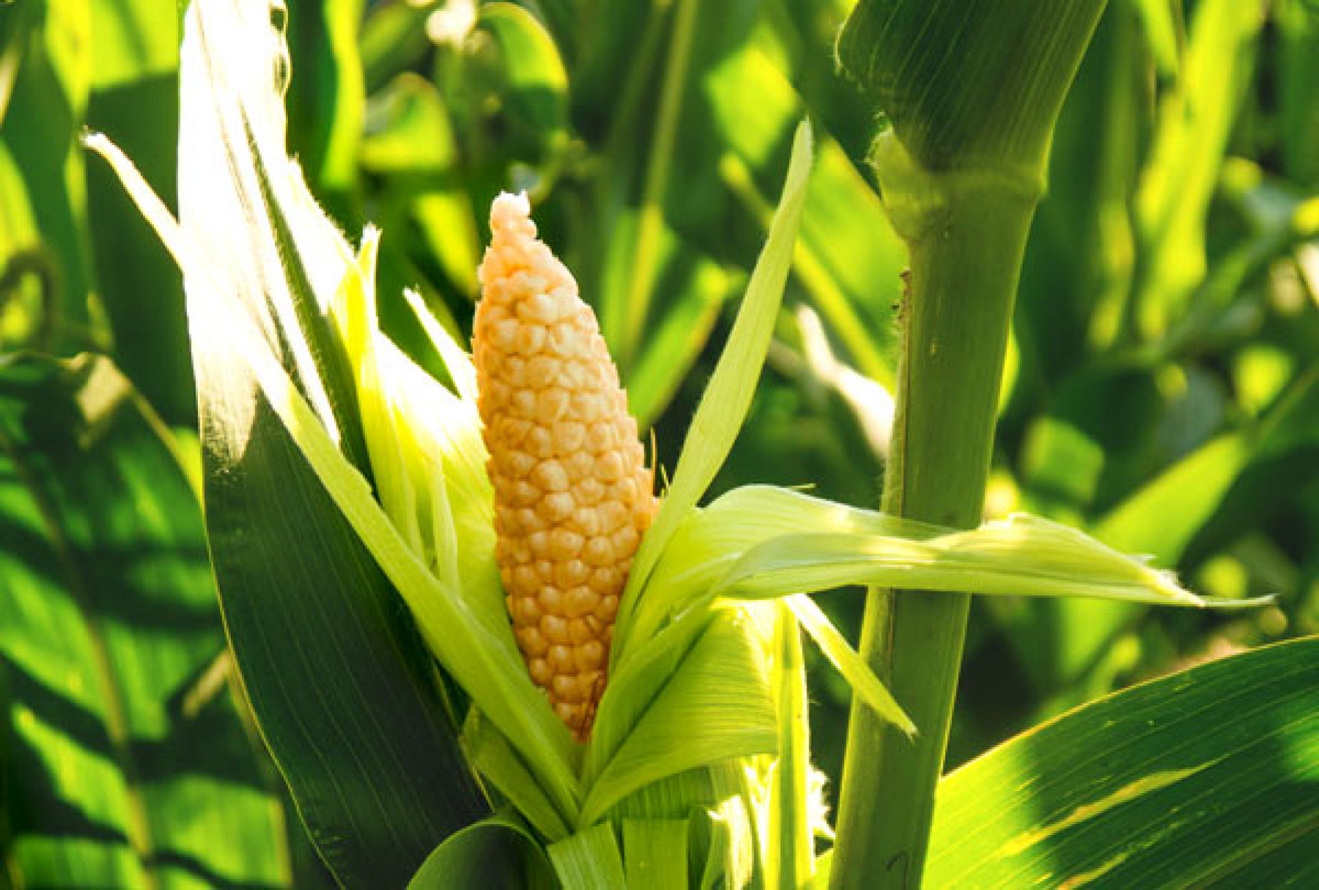 Corn me. Кукуруза растение. Кукуруза сорт Виола. Кукуруза злак. Колосья кукурузы.