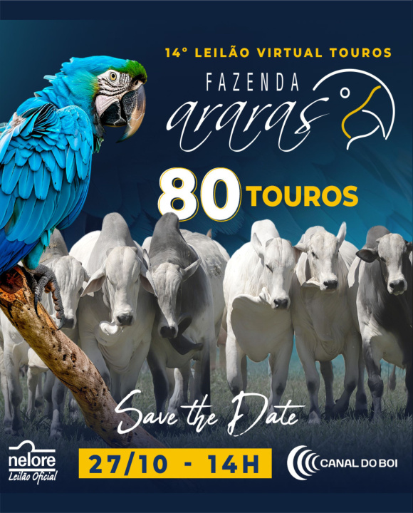 14° Leilão Virtual Touros Fazenda Araras hoje no Canal do Boi