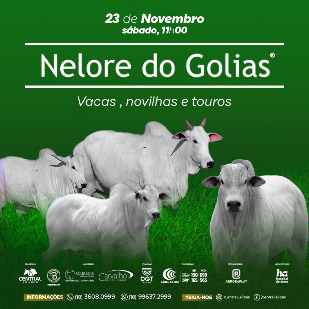 Leilão Nelore do Golias hoje às 11h no Canal do Boi