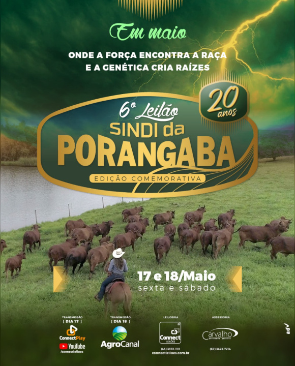 6° Leilão Sindi da Porangaba - Etapa Genética hoje no Agro Canal