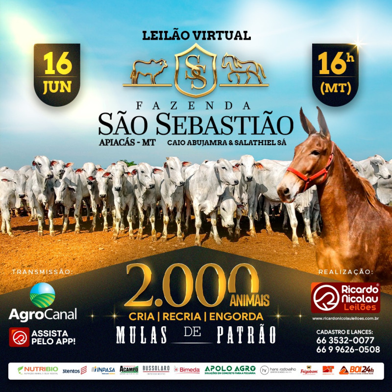 Leilão Virtual Fazenda São Sebastião hoje no Agro Canal