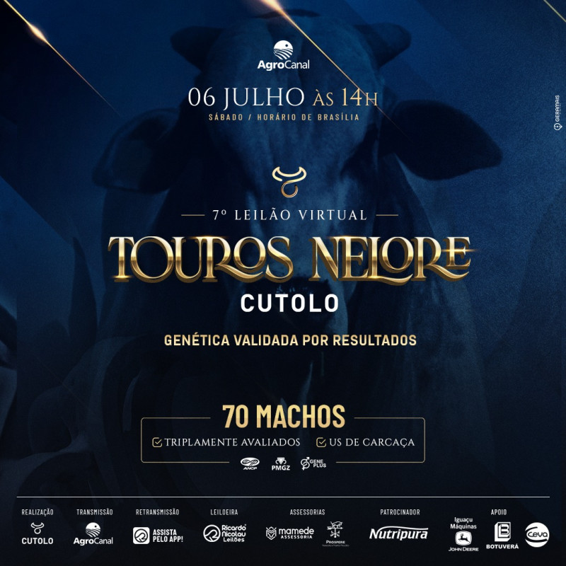 7° Leilão Virtual Touros Nelore Cutolo hoje no Agro Canal