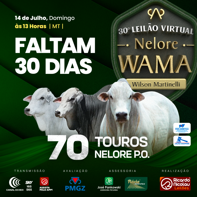 30° Leilão Virtual Nelore Wama hoje no Canal do Boi