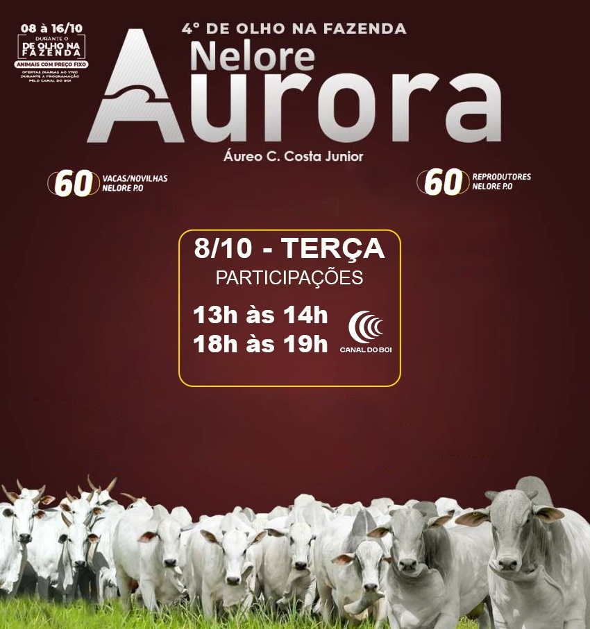 4° De Olho Na Fazenda - Nelore Aurora Participação Chico Paulicéia nesta terça-feira no Canal do Boi