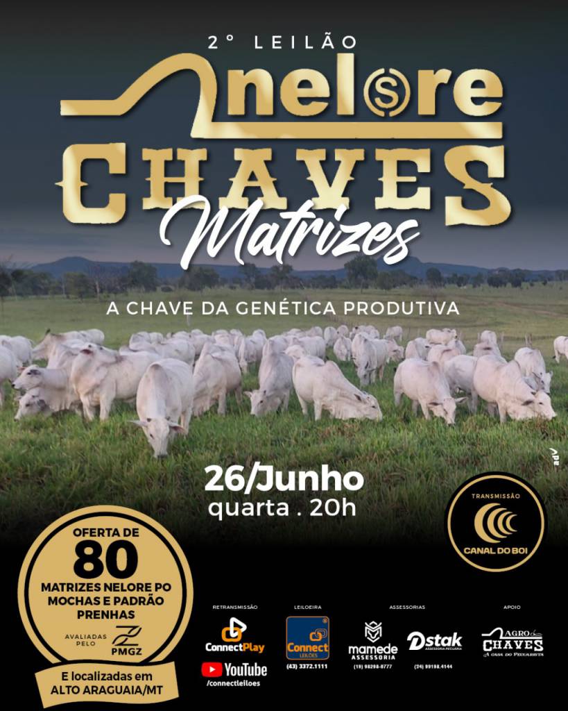 Leilão Nelore Chaves Matrizes hoje no Canal do Boi