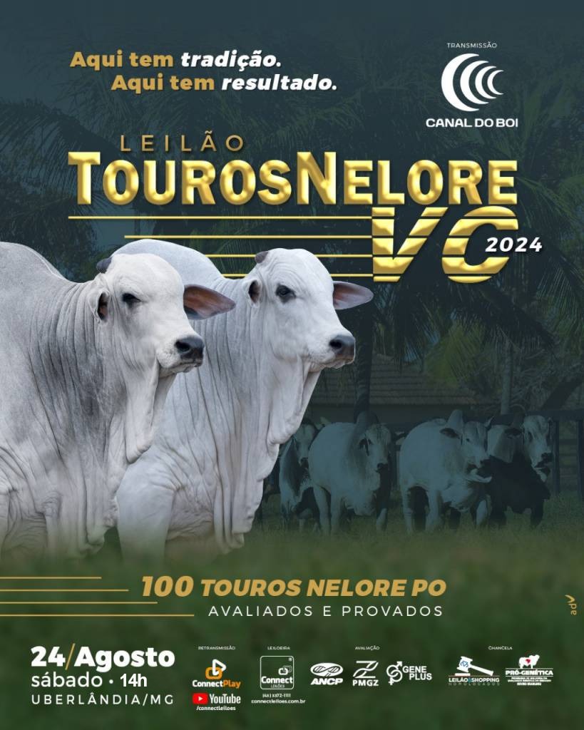 Leilão Touros Nelore VC 2024 hoje no Canal do Boi