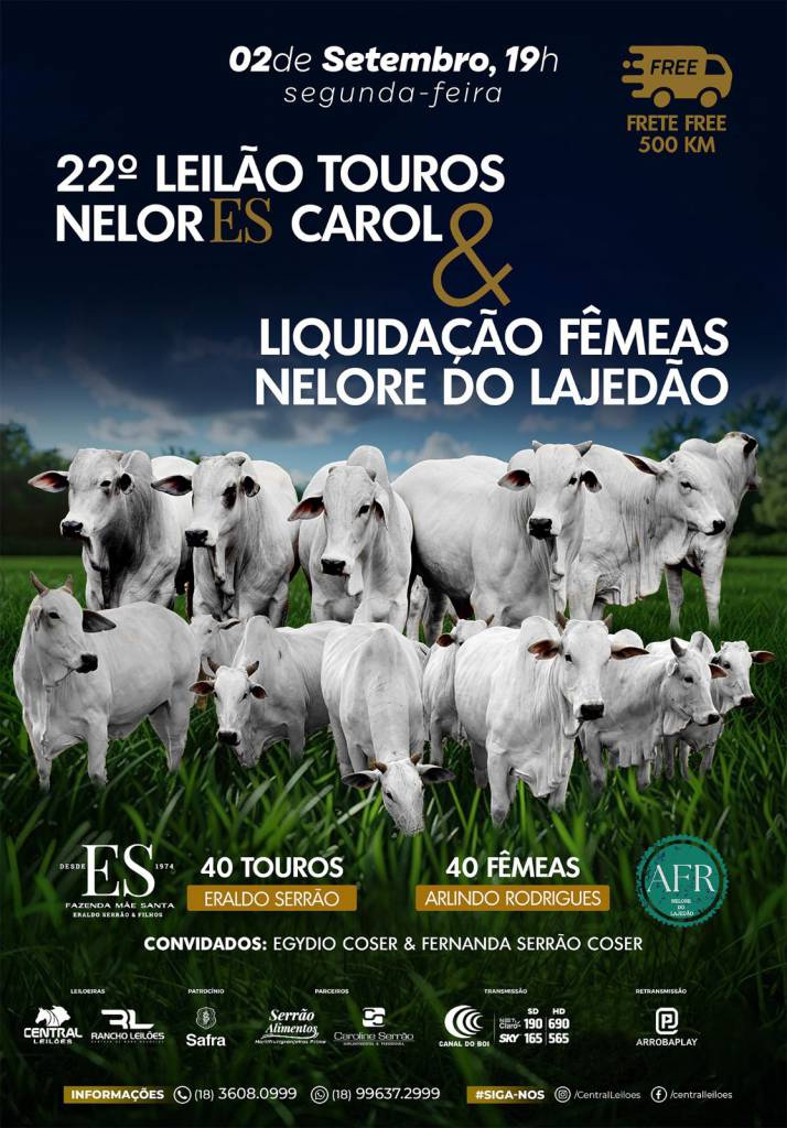 22° Leilão Touros Nelores Carol & Liquidação Fêmeas Nelore do Lajedão hoje às 19h no Canal do Boi