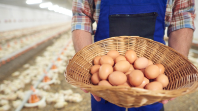 Avicultura brasileira avança com investimentos em tecnologia e logística