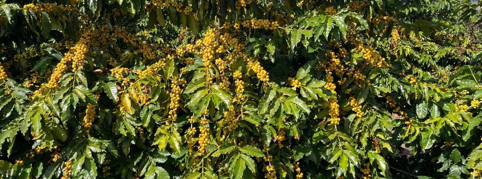 Epamig lança nova cultivar de arábica 'Amarelão' durante programação da Semana Internacional do Café