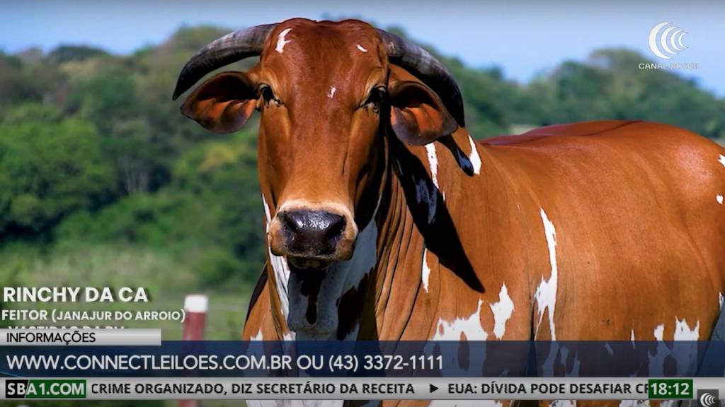 Genética de excelência no Leilão Nelore Pintado da CA com Transmissão do Canal do Boi