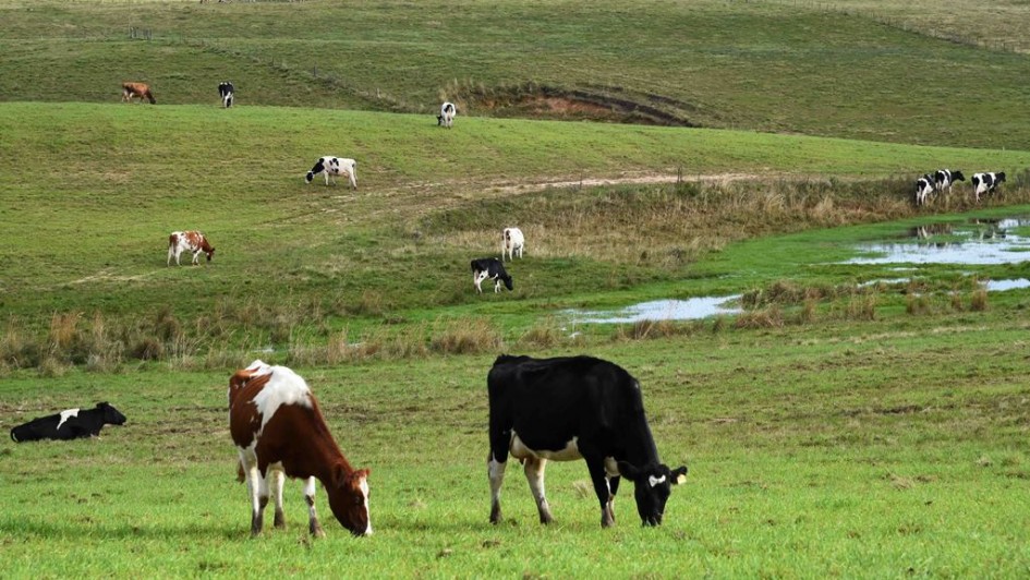 Estresse térmico impacta produção de leite no outono no RS
