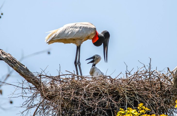 Governos de MS e MT e Ministério do Meio Ambiente assinam termo de cooperação para proteção do Pantanal