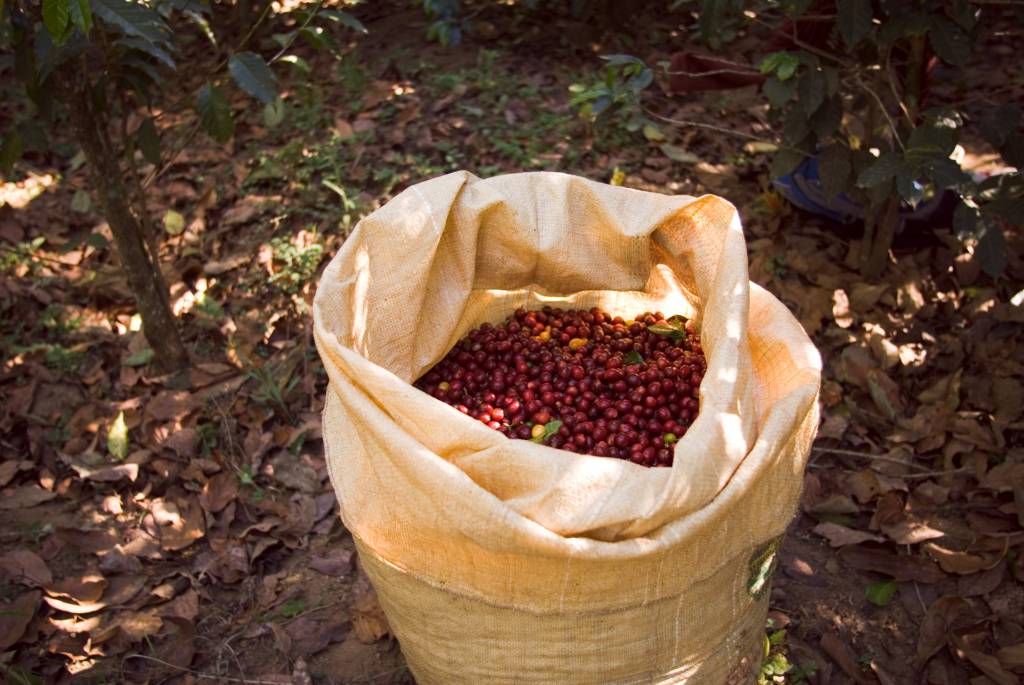 Chuvas previstas e produção internacional pressionam preços e influenciam safra de café 2026