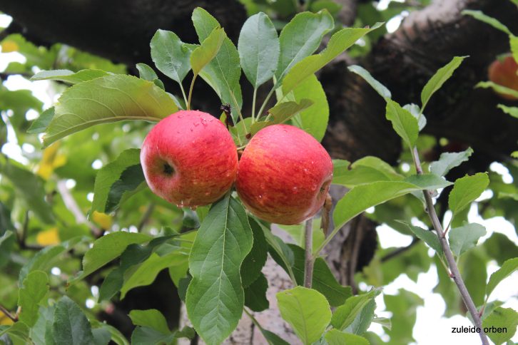 Santa Catarina inicia despacho aduaneiro de maçã de São Joaquim e Fraiburgo
