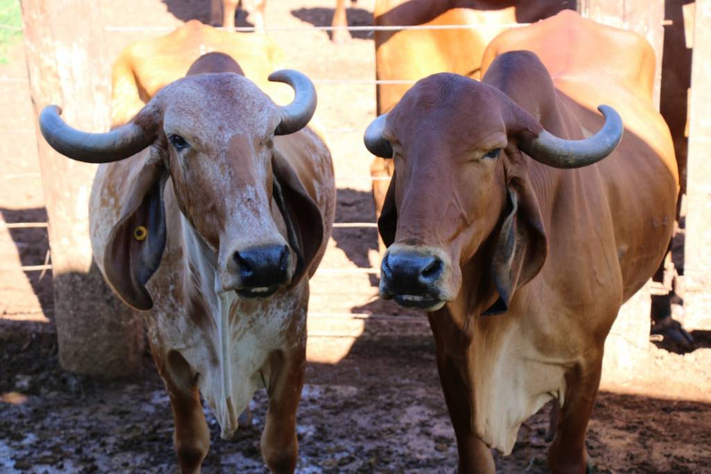 Touros com genética Epamig impulsionam produção leiteira