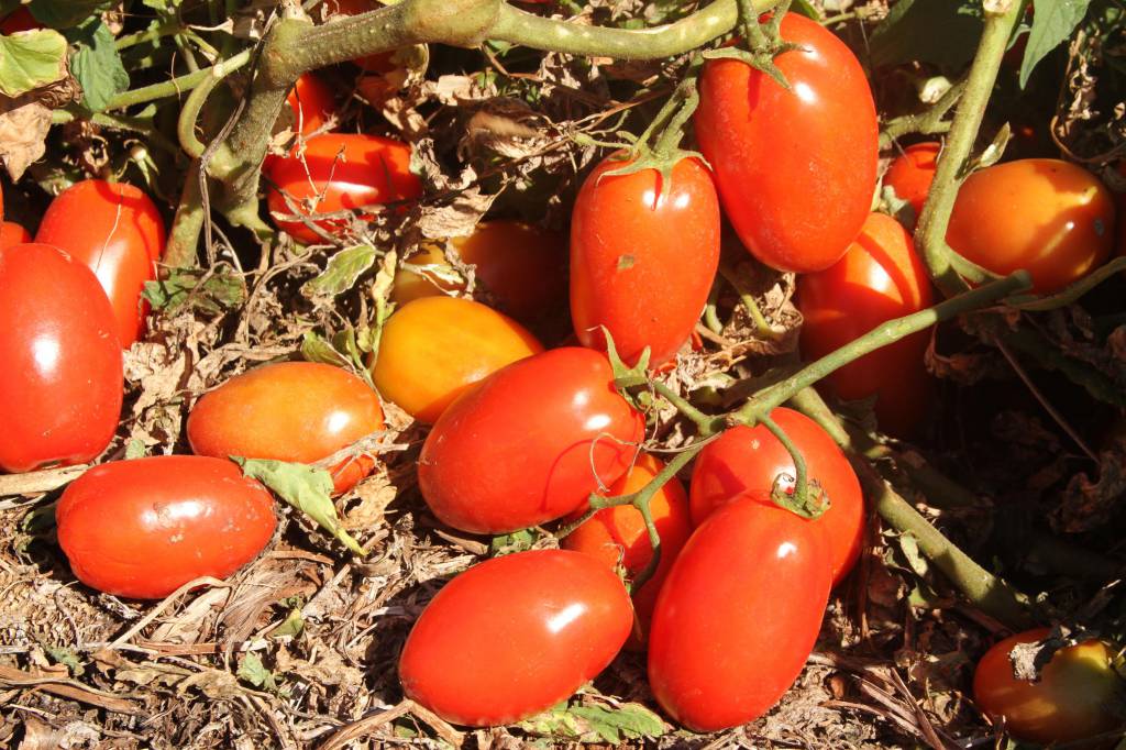 Transplantio de tomate deve ser feito até 30 de junho em Goiás