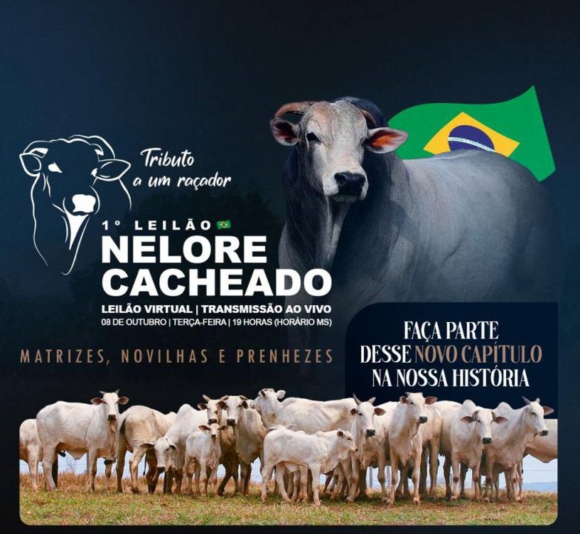 1° Leilão Nelore Cacheado hoje às 20h no Canal do Boi