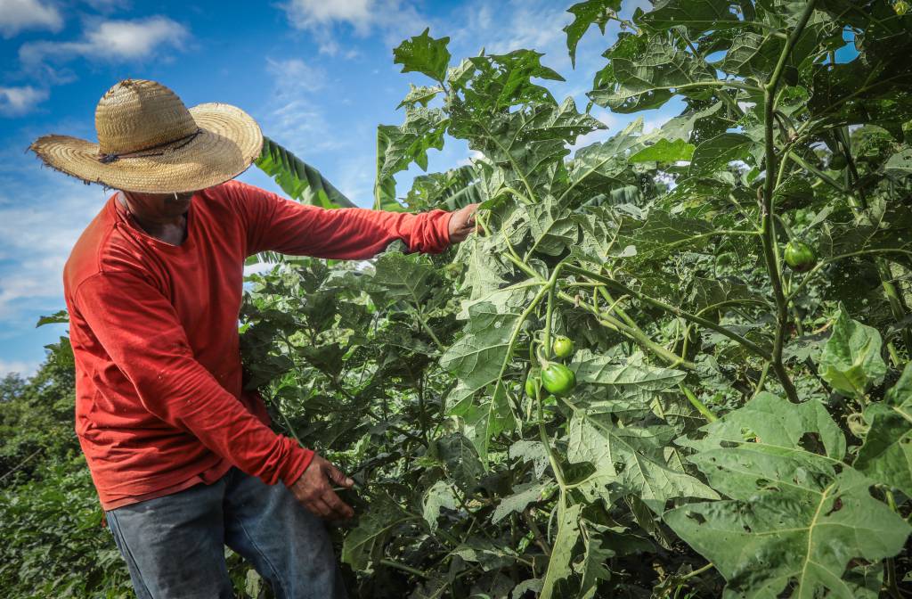 Novo modelo tributário permitirá avanços para o produtor rural e ampliação de alimentos na cesta básica