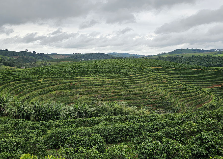 Sensoriamento remoto com IA mapeia pequenos cafezais com elevada precisão