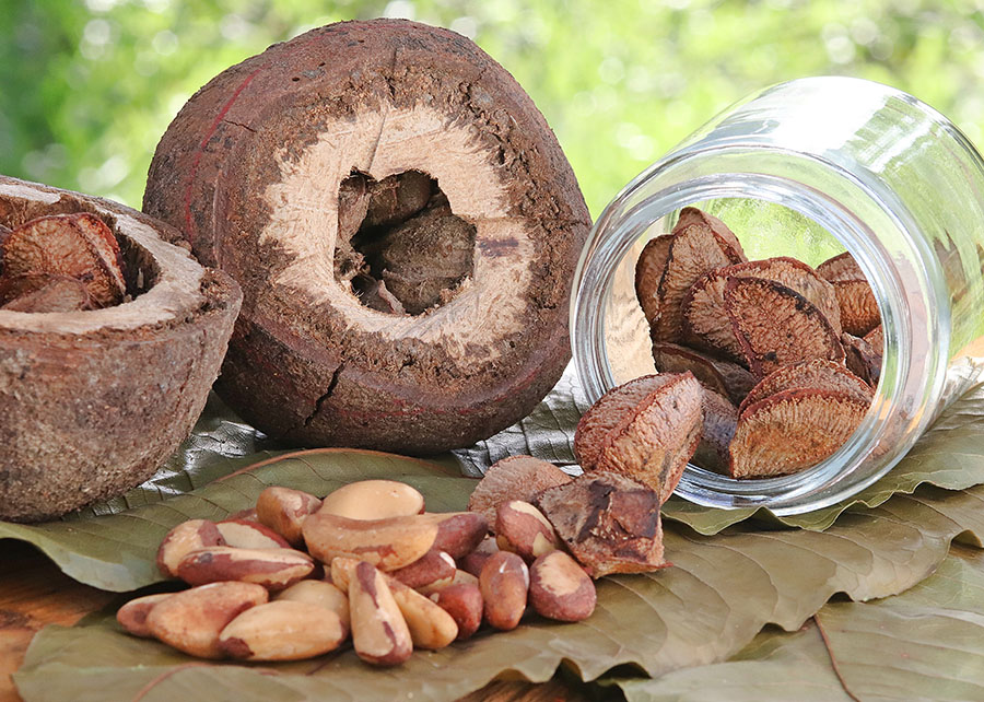 Farinha à base de castanha-do-brasil apresenta teor de proteína 60% superior à do trigo