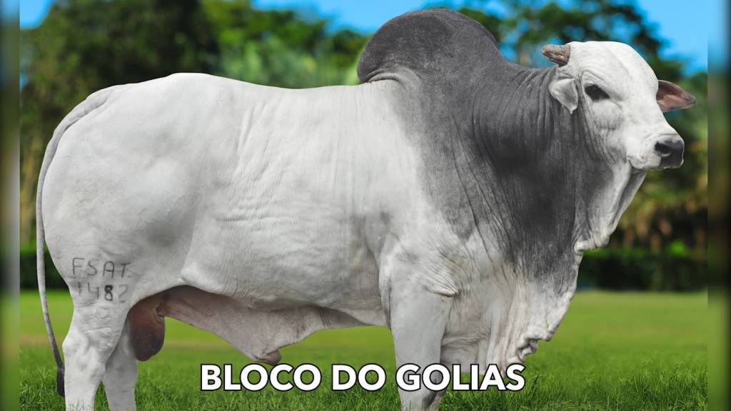 Canal do Boi e AgroCanal transmitem hoje às 20h venda especial de sêmen do Genética BR