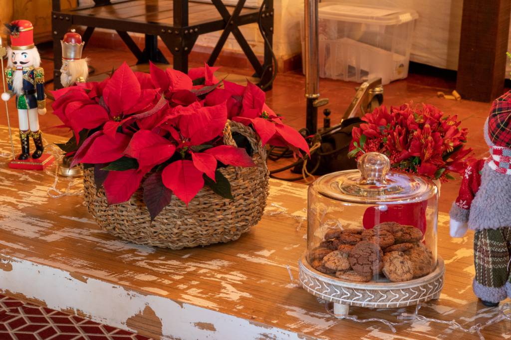 Mercado floricultor brasileiro deve encerrar 2025 com crescimento entre 6 e 8%