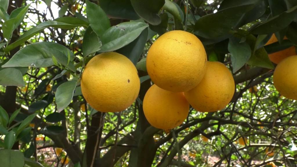 Clima favorece início da colheita dos citros na Fronteira Oeste gaúcha