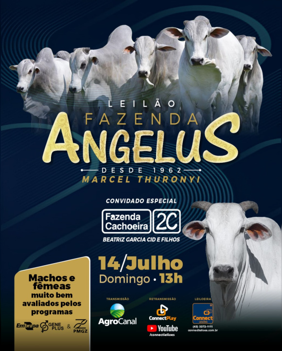 Leilão Fazenda Angelus hoje no Agro Canal