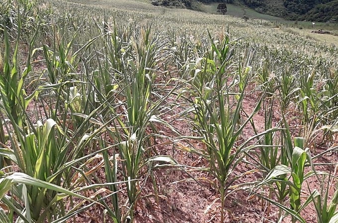 Chuvas recuperam umidade do solo no Sul, mas seca persiste em GO e MS
