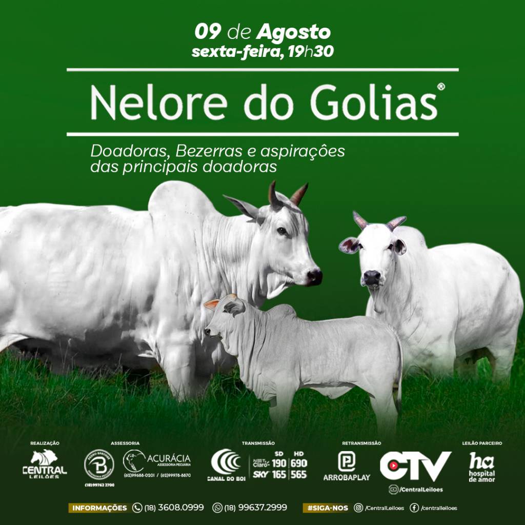 Leilão Virtual Nelore do Golias hoje às 19h no Canal do Boi