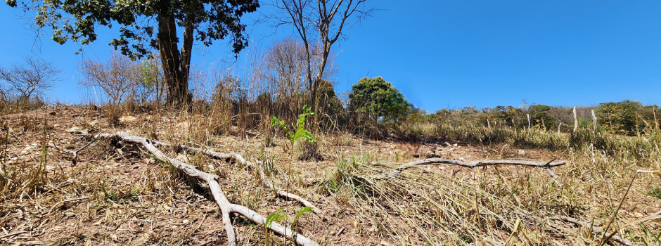 Estiagem prolongada prejudica produções agrícolas do Nordeste