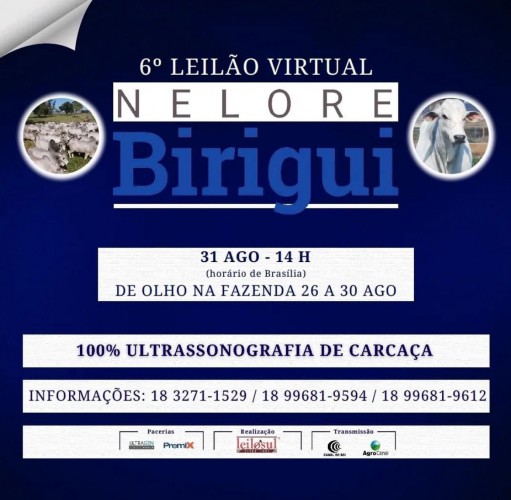 6° Leilão Virtual Nelore Birigui hoje às 14h no Agro Canal