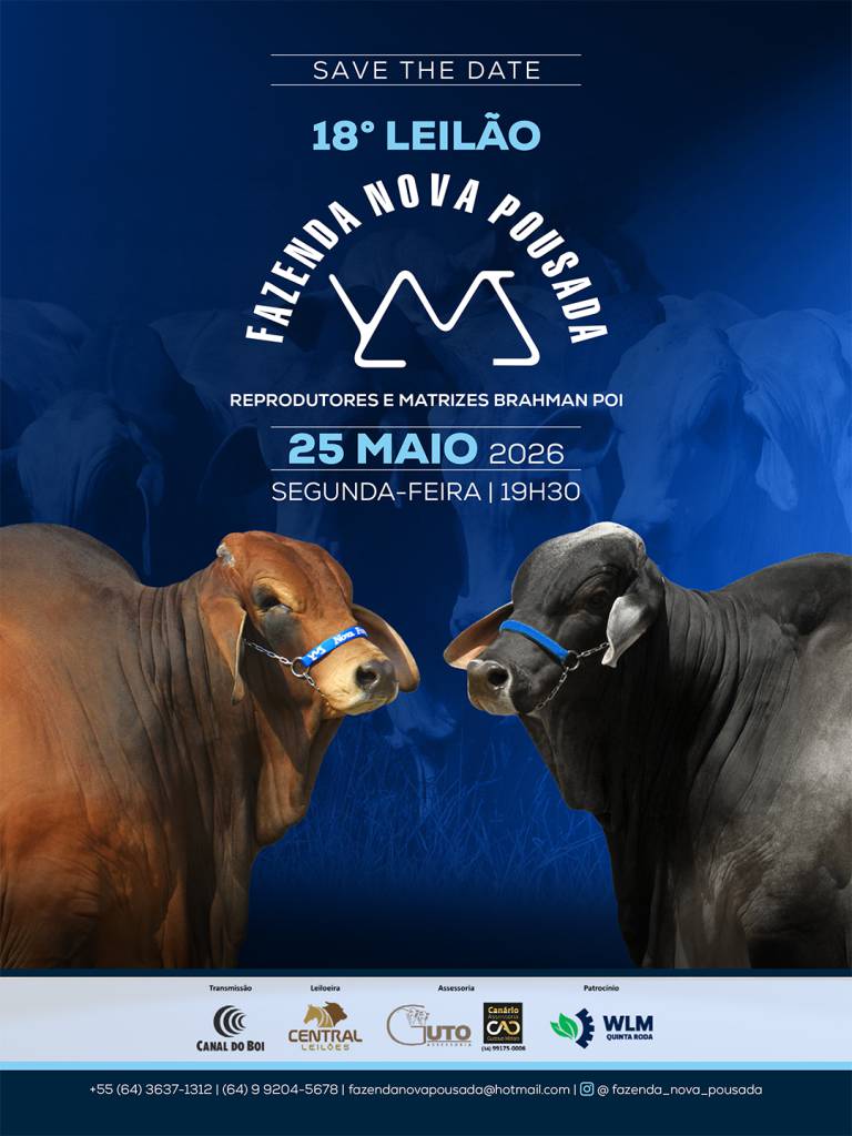 18º Leilão Virtual Fazenda Nova Pousada oferta reprodutores e matrizes Brahman POI