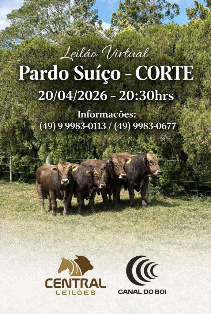 Leilão Virtual Pardo Suíço hoje às 20h30 no Canal do Boi