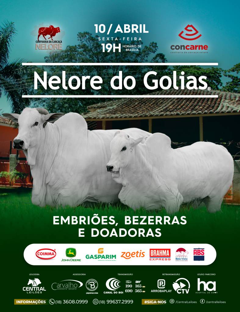 Leilão Nelore do Golias oferta bezerras, doadoras e embriões hoje às 19h no Canal do Boi