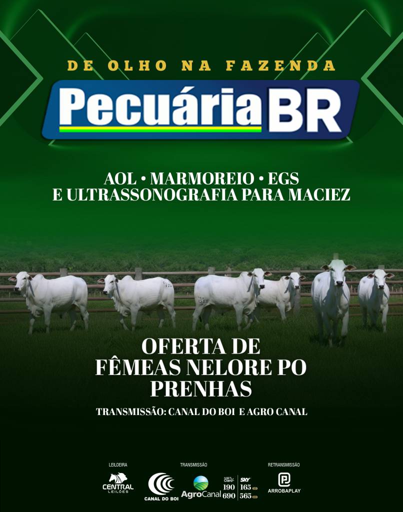 De Olho na Fazenda Pecuária BR oferta fêmeas nelore PO selecionadas no Canal do Boi