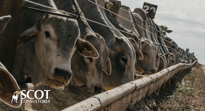 Em São Paulo, o mercado do boi gordo esteve estável em meio a pressão e resistência