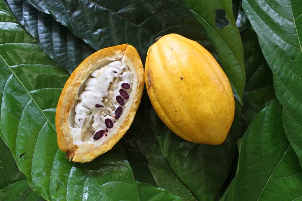 Mercado global do cacau entra em 2026 em busca de equilíbrio após anos de forte volatilidade